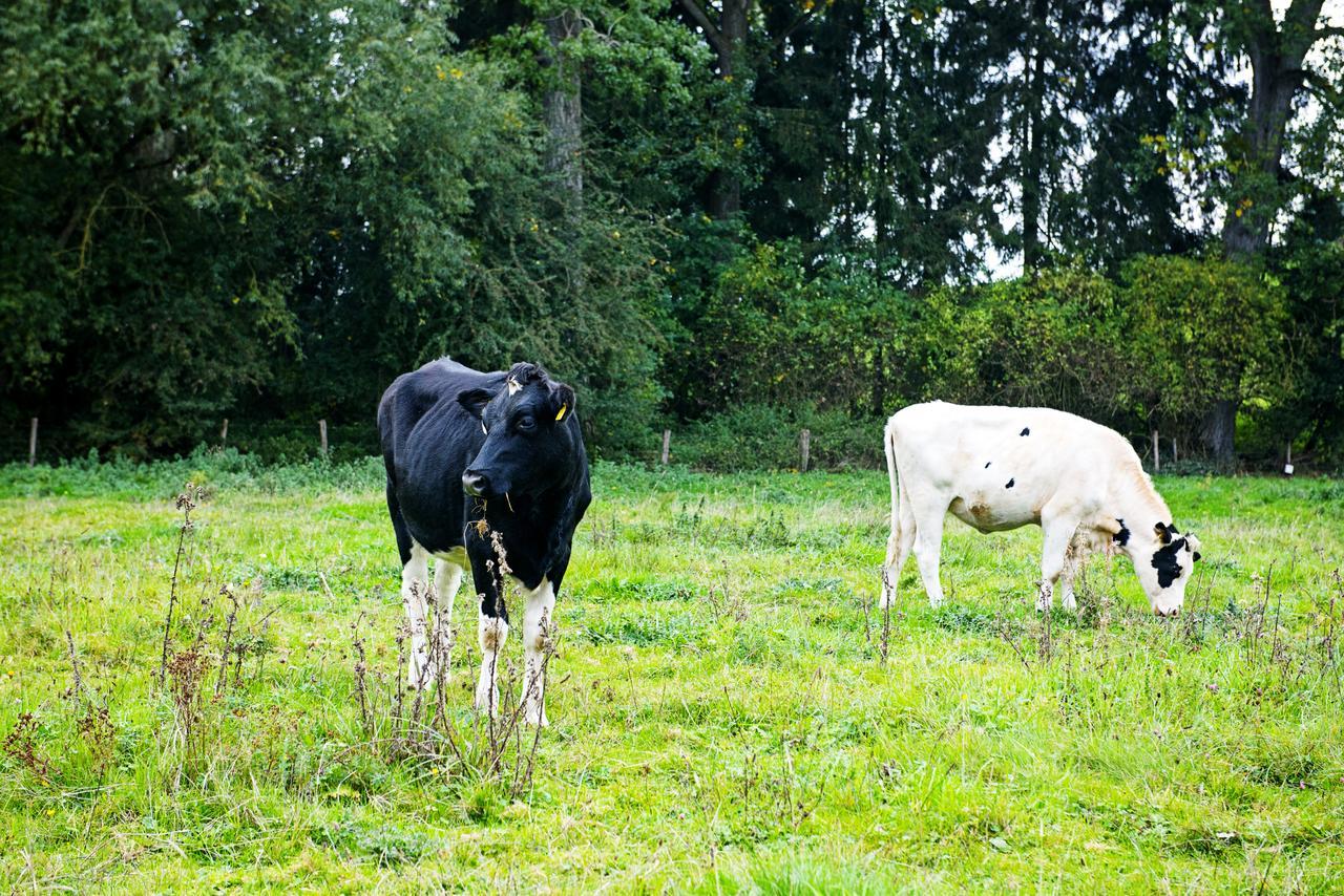 In Den Roden Leeuw Van Limburg Wittem Luaran gambar